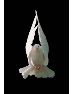 Estampa Con Oracion S-55/1...